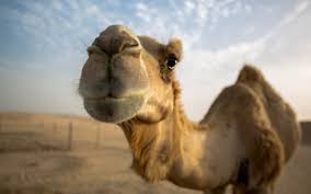 The method of slaughtering a camel. Why Dream Of Riding A Camel Camel Miller S Dream Book Muslim Dream Book Why Do Camels Dream If The Camel Is Dreaming In The Ukrainian Dream Book