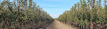 Free shipping on orders over $75. Economic Cooperative Wholesale Export And Distribution Of Quality Nursery Plants