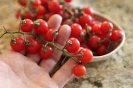 Fafard Top 10 Best Tasting Cherry Tomatoes