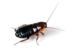 United states, dublin, 6800 sierra lane. Bay Area Pest Control Ants Mice Rats Cockroaches