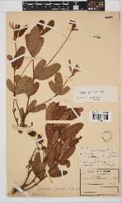 Image result for Eriosema pauciflorum