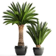 It is the natural symbol of the canary islands, together with the canary serinus canaria. Phoenix Canariensis 3d Modell Turbosquid 1183922