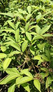 Image result for Eleutherococcus