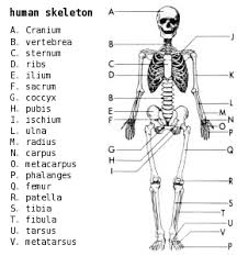 Detailed Skeleton Diagram Skeletal System Worksheet Anatomy Flashcards Biology Diagrams