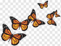 Pin By Neptuno Diaz On Como A Hacer Vectores Orange And Black Butterfly Yellow Butterfly Tattoo Black Butterfly