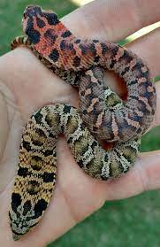 Hognose Snake Handling Tips Hognose Snake Western Hognose Snake Pet Snake