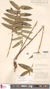 Image result for Campylospermum densiflorum