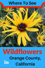 Maybe you would like to learn more about one of these? Best Places To See Wildflowers In Orange County Socal Field Trips
