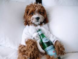 Is fairmont hotels and resorts. 17 Best Dog Friendly Hotel Chains Motel Spots Where Pets Are Allowed