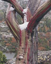 Peter Dombrovskis Snow Gum On The Labyrinth Du Cane Range Old Trees Australian Plants Trees To Plant