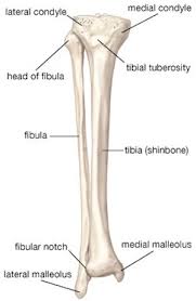A broken (fractured) toe is a common injury which usually needs no treatment. Recovery Plan For Broken Leg Joints Tibia Or Fibula Moriarty Physical Therapy