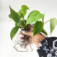 Philodendron Scandens Heartleaf Philodendron En 2021 Philodendron Plantes Suspendues Plantes D Interieur Faciles