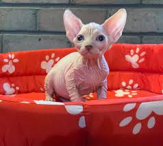 Prices may vary depending on size, temperatures, and destination to cover. Manis Sphynx Cat Breeder Toowoomba Qld