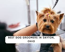 Rehome is free to you, and your dog's new adopter will pay a small adoption fee which will then be donated in full to a local animal shelter or rescue, like the. 5 Best Dog Groomers In Dayton Ohio 2021 We Love Doodles