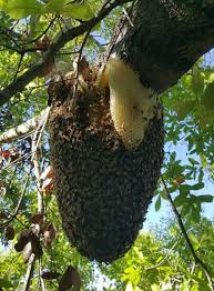 How long does it take for honey bees to leave the wall? Eny 2052 In1297 Best Management Practices For Live Bee Removals In Florida A Beekeeper S Guide