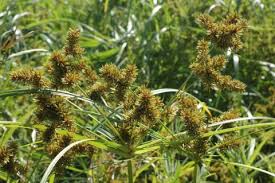 Image result for Cyperus platycaulis
