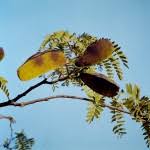 Image result for Brachystegia microphylla