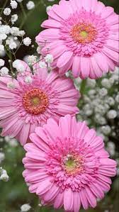 Pin On Wedding Flowers