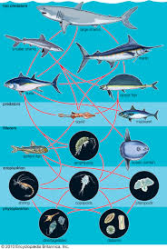 Check spelling or type a new query. Food Chain Definition Types Facts Britannica