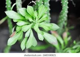 Image result for Monadenium crenatum