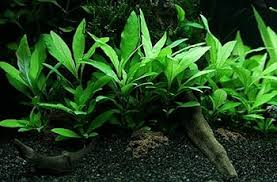 Image result for Samanea leptophylla