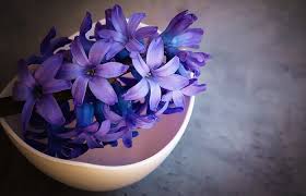 A beautiful set of 100 predefined uicolors, and uicolor methods, ready to use in your next ios project. Hyacinth Flower Meaning Symbolism And Colors