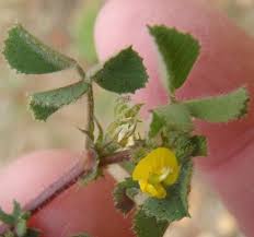 Image result for Medicago laciniata