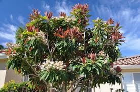 Image result for Eriobotrya