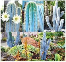 There is a lot of variation as to which method will be most appropriate, depending on your cactus. 15 Gift Ideas Planting Succulents Cactus And Succulents Cacti And Succulents