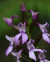 Image result for Brownleea maculata