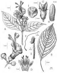 Image result for Hermbstaedtia linearis