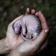 The eight species of pangolin that roam the wilds of asia and africa are strong swimmers who rely on their long tongues. Stream Pangolino Free Download By Twistedbrain74 Listen Online For Free On Soundcloud