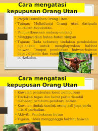 Cubaan menceroboh hutan simpan ulu jelai untuk aktiviti pembalakan secara haram menggunakan surat kuning tidak menjadi kenyataan apabila dikesan anggota unit penguatkuasa pejabat hutan daerah (phd) lipis, semalam. Cara Mengatasi Kepupusan Orang Utan