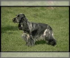 8weeks and now ready to leave for their loving homes.really well socialised and used to children.mum can be seen and has a fantastic temperament.microchipped and wormed aporopriately.puppies will leave with a bag of puppy food (royal canin. English Cocker Spaniel Puppies For Sale In Minnesota Usa Page 1 10 Per Page Puppyfinder Com