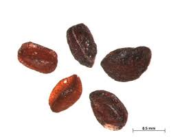 Image result for Conostomium natalense