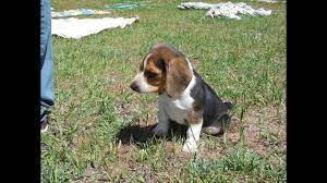 Beagle puppies for adoption raleigh nc the cutest puppies. Buy A Pocket Beagle Puppy Tiny Beagles Akc Cute For Sale Youtube