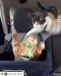 What Is Your Rating 1 10 Double Tap Tag A Friend Who Need To See This Bengalcat Bengal Catsofinstagram Cat Be Binatang Humor Hewan Kucing Anjing
