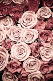Background Black And Pink Roses Wallpaper View From Above Of Opened Light And Dark Pink Roses Flower Background Iphone Light Pink Flowers Pink Roses