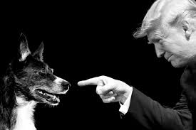 Dogs world, london, united kingdom. What Is The Deal With Donald Trump And Dogs