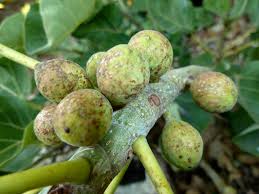 Image result for Ficus pseudomangifera