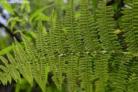 Image result for Athyrium