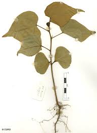 Image result for Thespesia