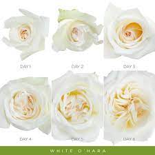 White O Hara Garden Rose Blush White Ebloomsdirect Eblooms Farm Direct Inc Bulk Flowers Online Rose Blush Roses