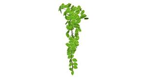 Vinca Vine Flower 3d Model Of Trepadeira Ivy Vinca Vine Vinca House 3d Model