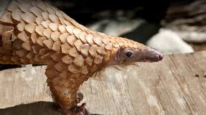 We did not find results for: The Tree Pangolin The Cub Reporter