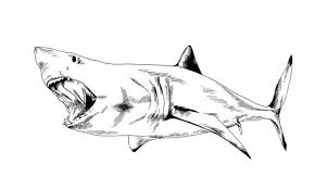 Navigation home about tattoos contact. The Attacking Great White Shark With A Toothy Maw Hand Drawn Tattoo Logo Stock Illustration Adobe Stock