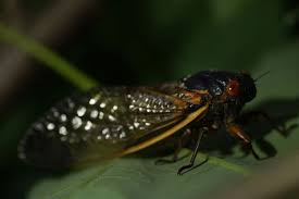 Riesige auswahl an cds, vinyl und mp3s. Billions Perhaps Trillions Of Cicadas Emerging In 15 States Is Washington Among Them The Spokesman Review