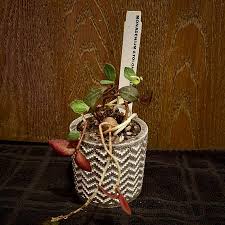 Image result for Monadenium friesii