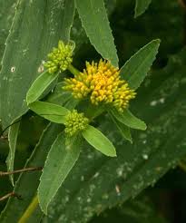 Image result for Flaveria bidentis