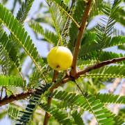 Image result for Hymenocardia